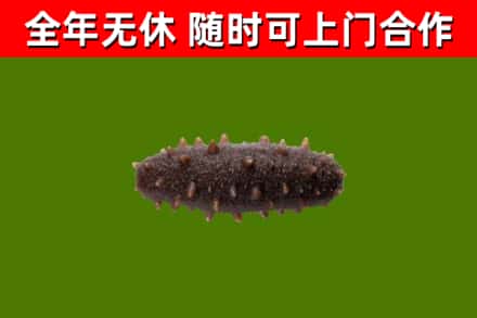 资中烟酒回收干海参.jpg